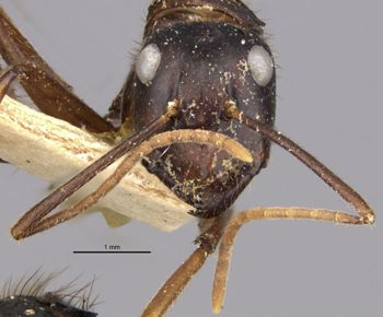 Media type: image;   Entomology 9233 Aspect: head frontal view